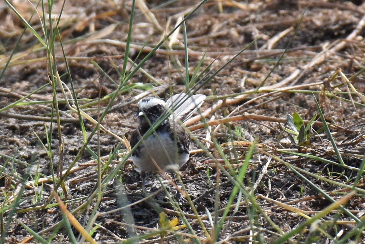 White-browed Fantail - ML618661338