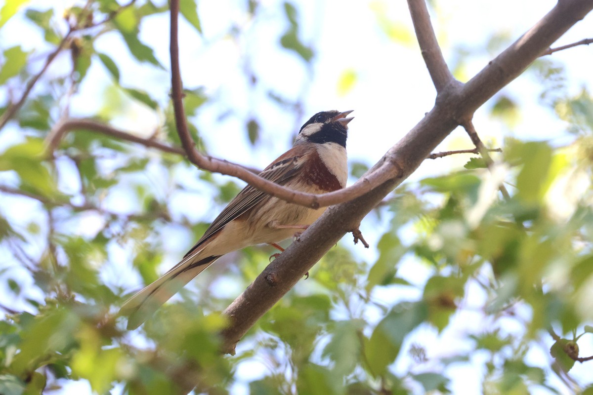 White-capped Bunting - ML618661346