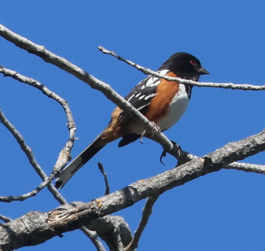 Spotted Towhee - ML618661352