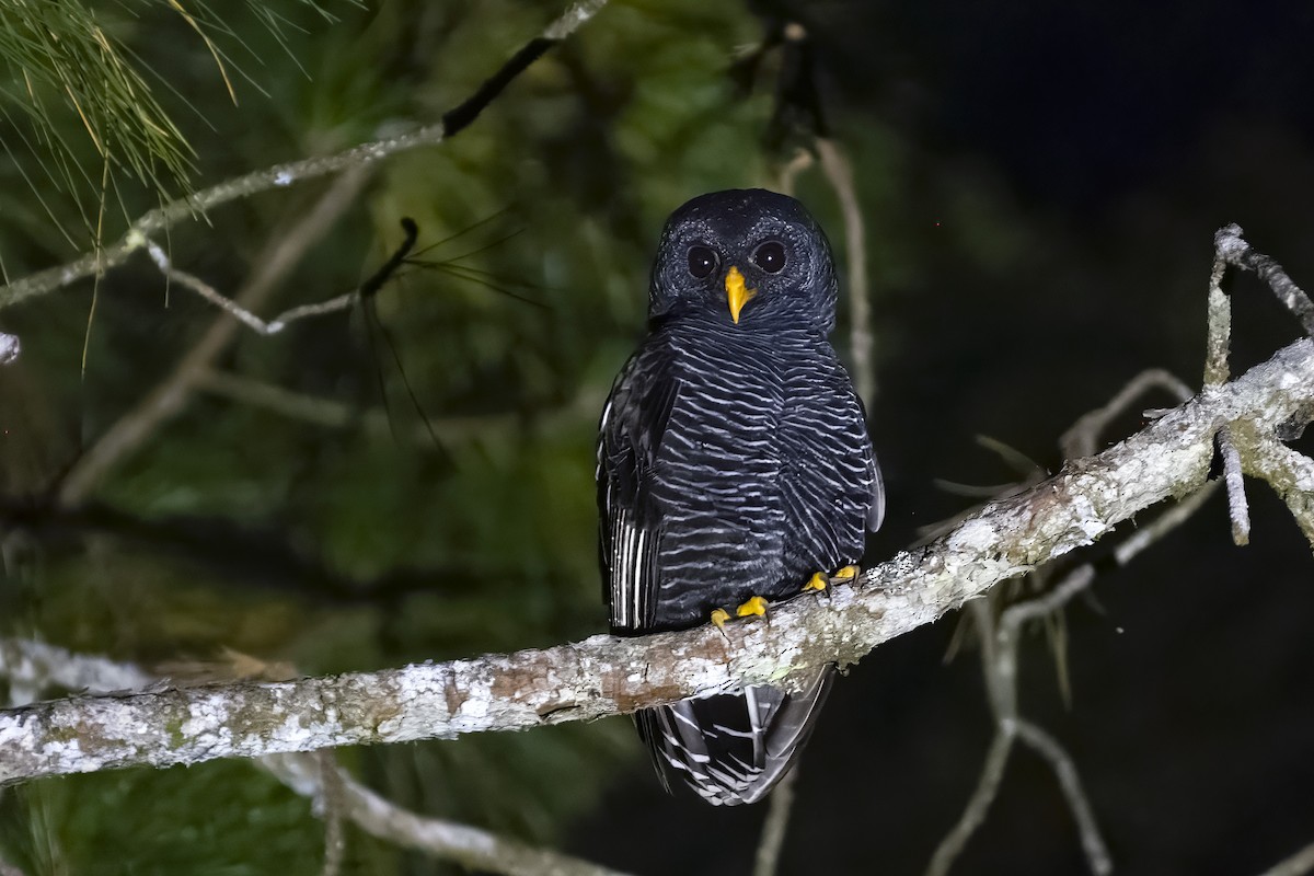 Black-banded Owl - ML618661359