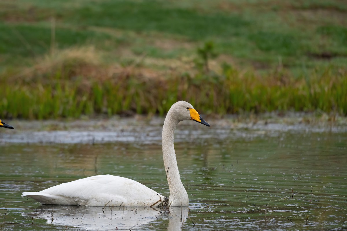Whooper Swan - ML618661364