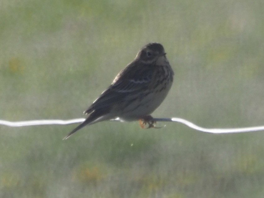 Meadow Pipit - ML618661419