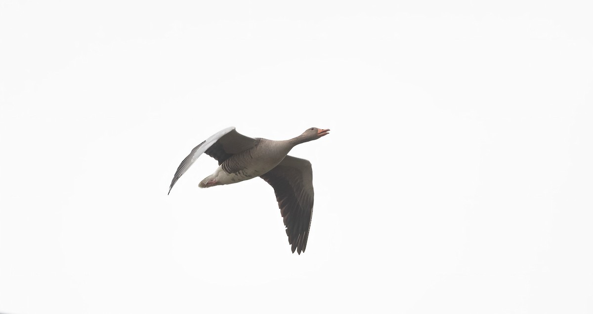 Graylag Goose (European) - ML618661425