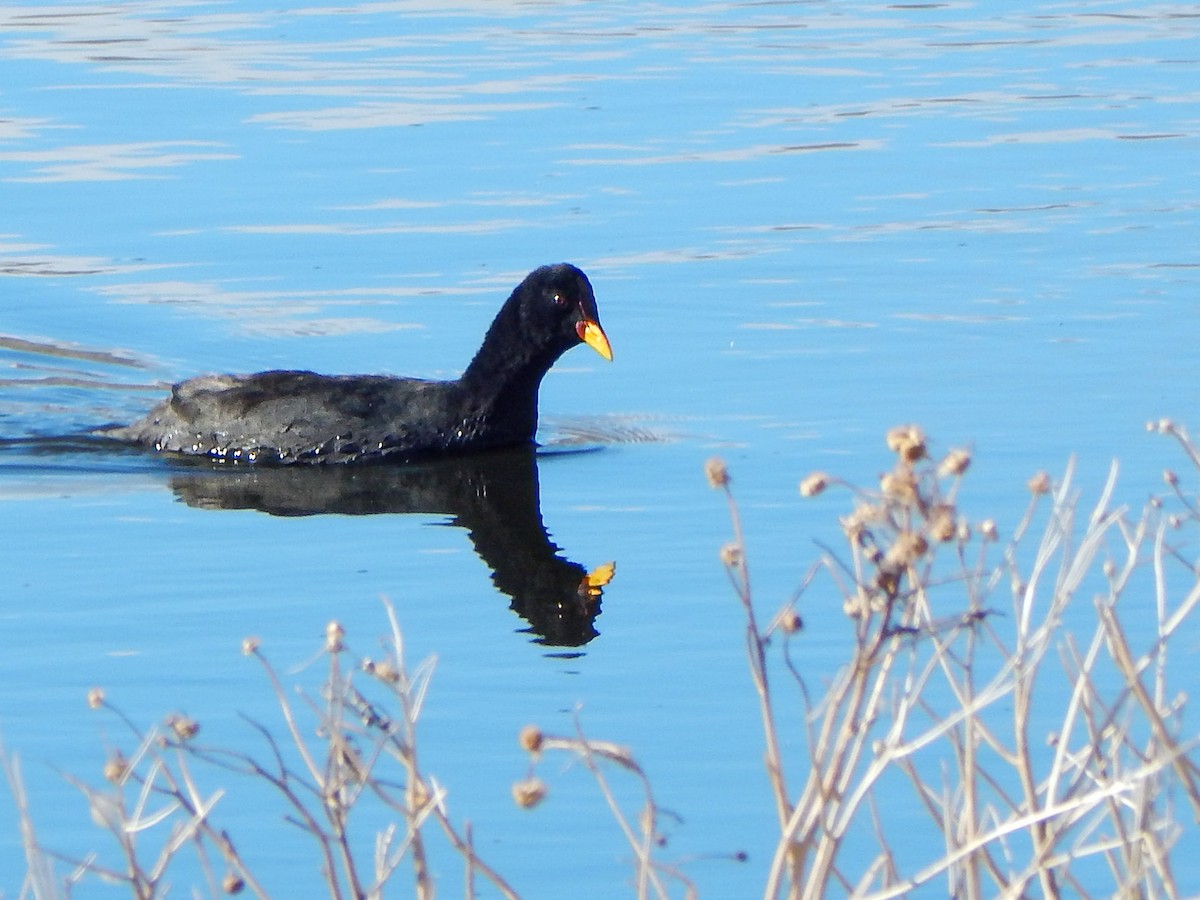 Red-fronted Coot - ML618661458