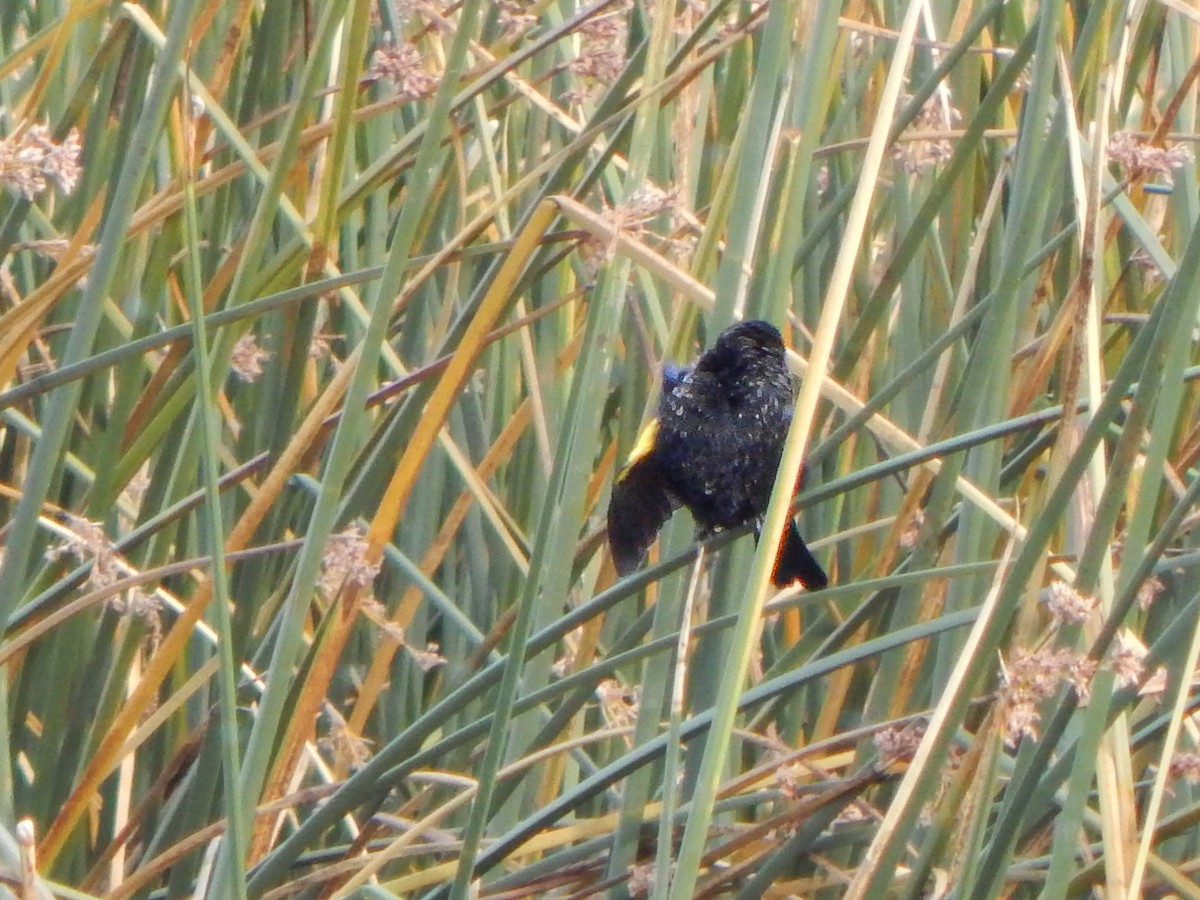 Yellow-winged Blackbird - ML618661492