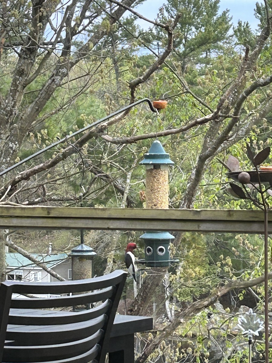 Red-headed Woodpecker - ML618661495