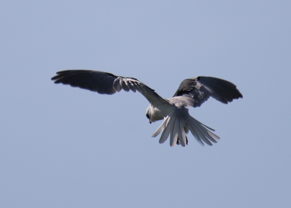 White-tailed Kite - ML618661499