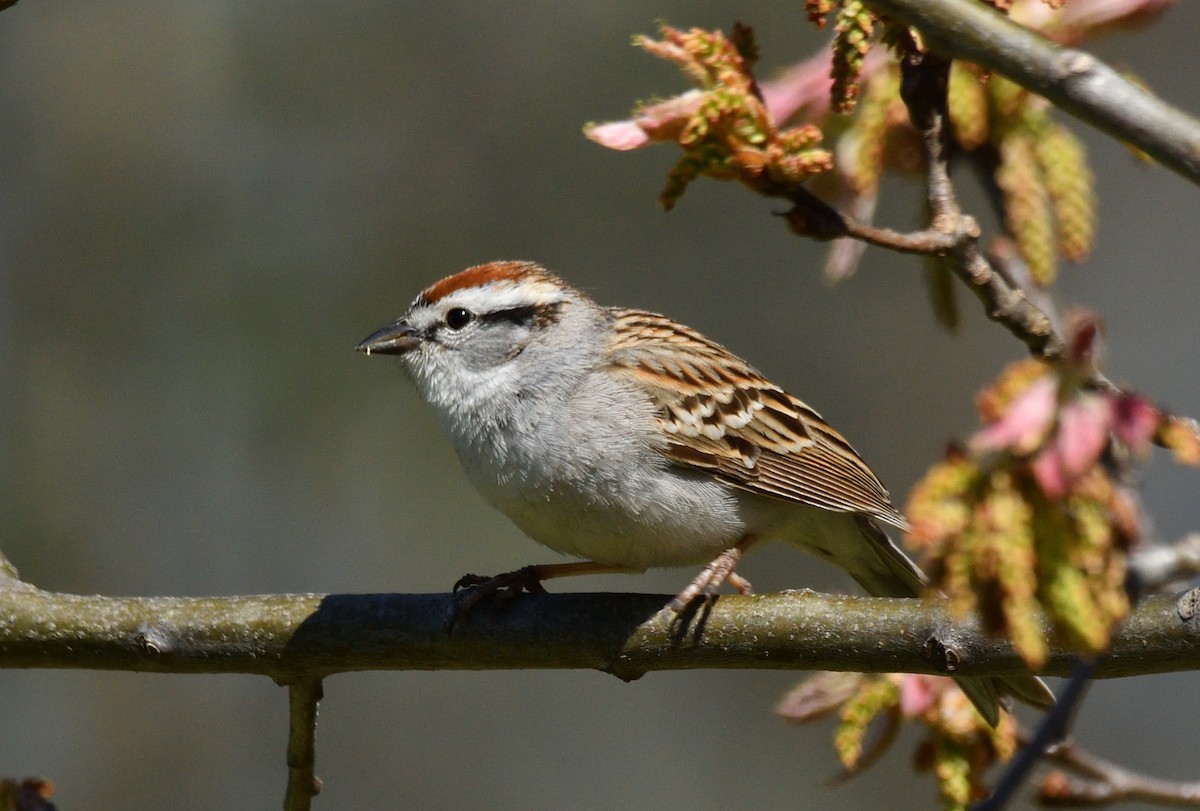 Chipping Sparrow - ML618661504