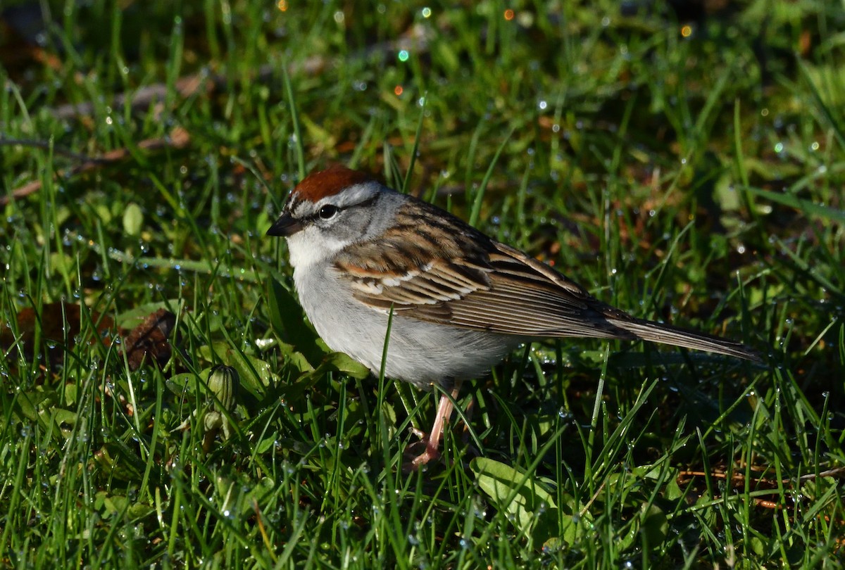 Chipping Sparrow - ML618661505