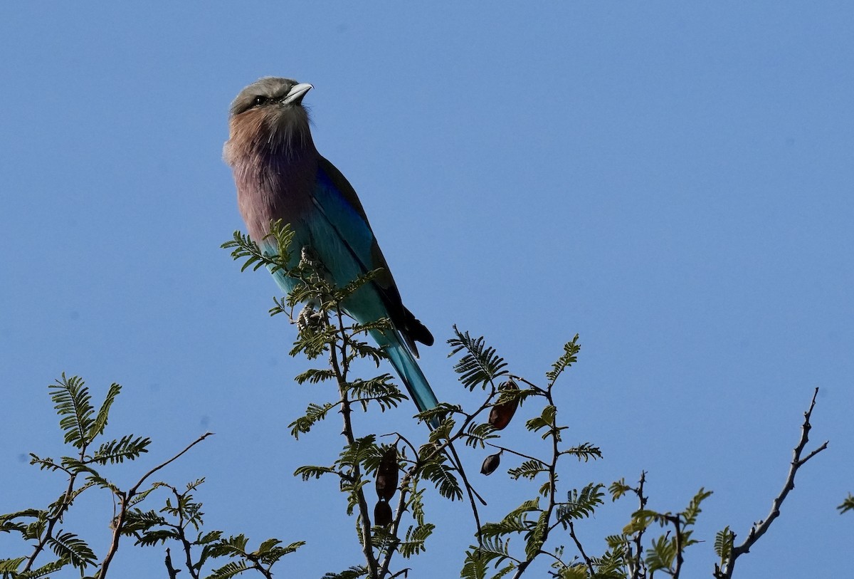Lilac-breasted Roller - Anthony Schlencker