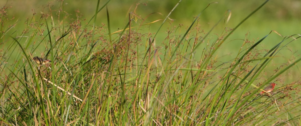 Bengali rouge (flavidiventris) - ML618661586