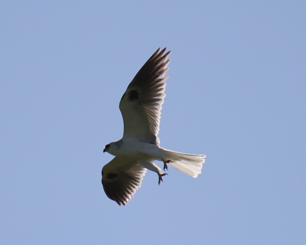 White-tailed Kite - ML618661608
