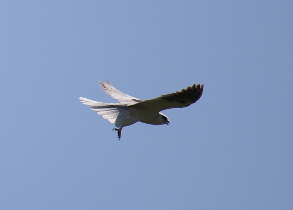 White-tailed Kite - ML618661609