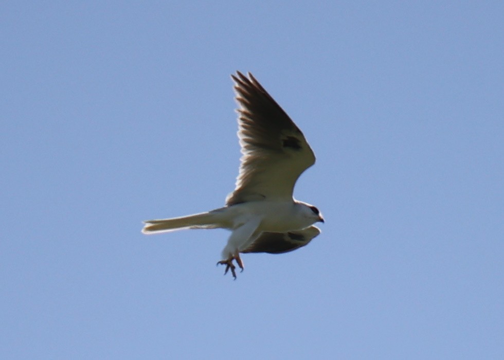 White-tailed Kite - ML618661610