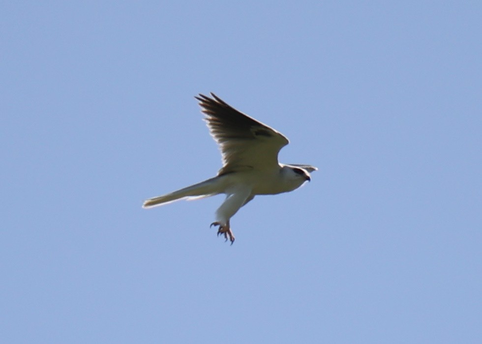 White-tailed Kite - ML618661611