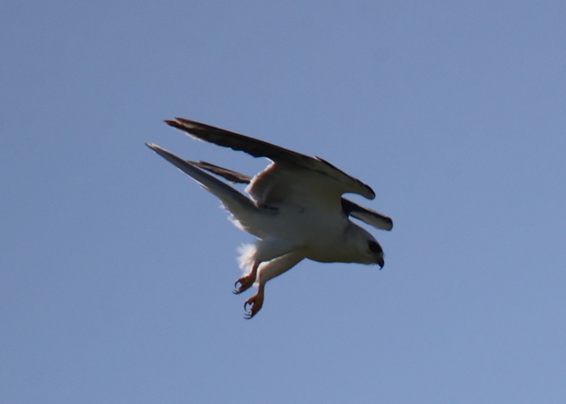 White-tailed Kite - ML618661612