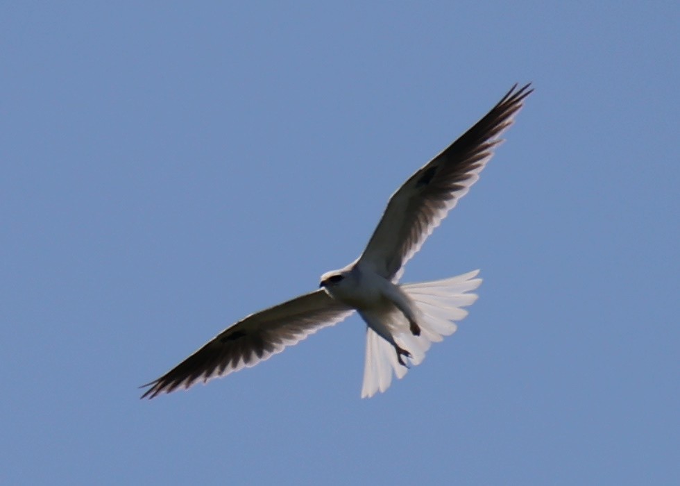White-tailed Kite - ML618661613
