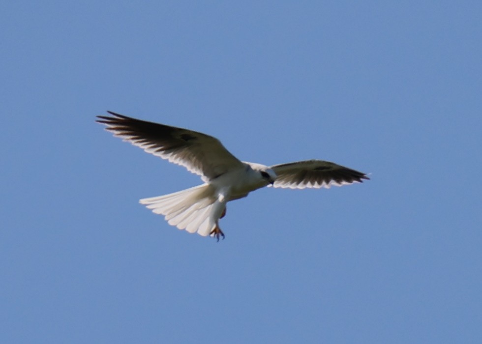 White-tailed Kite - ML618661614