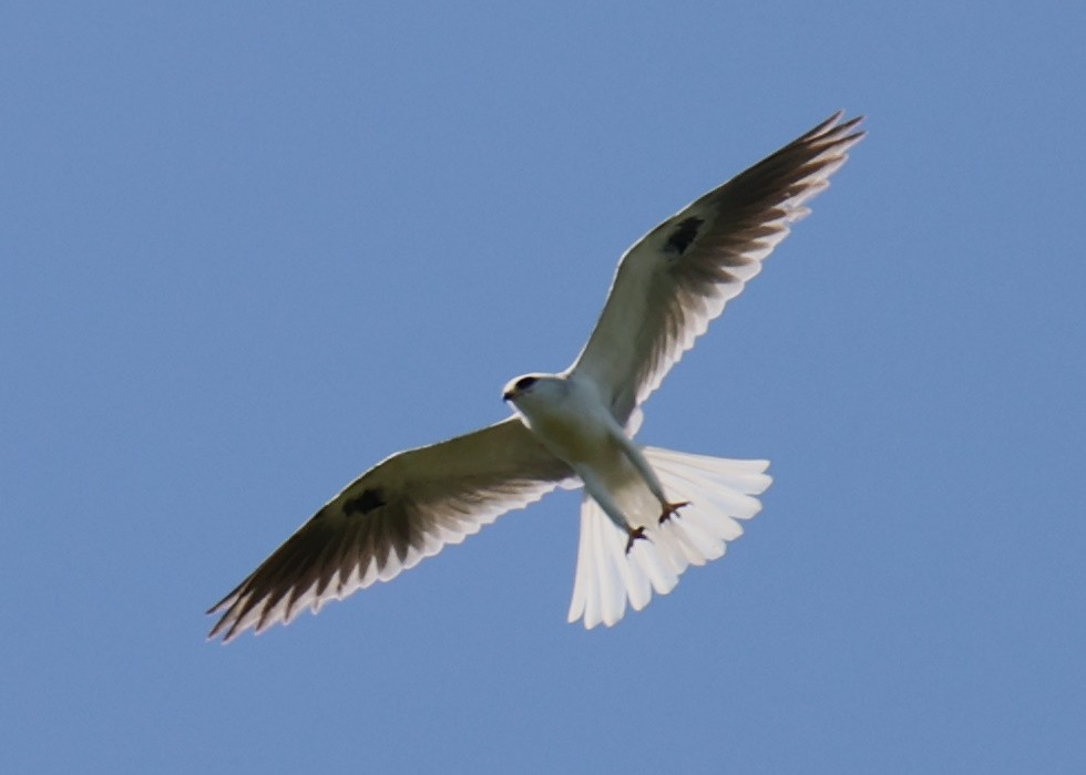 White-tailed Kite - ML618661615