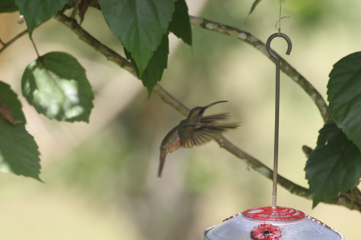 Rufous-breasted Hermit - ML618661618