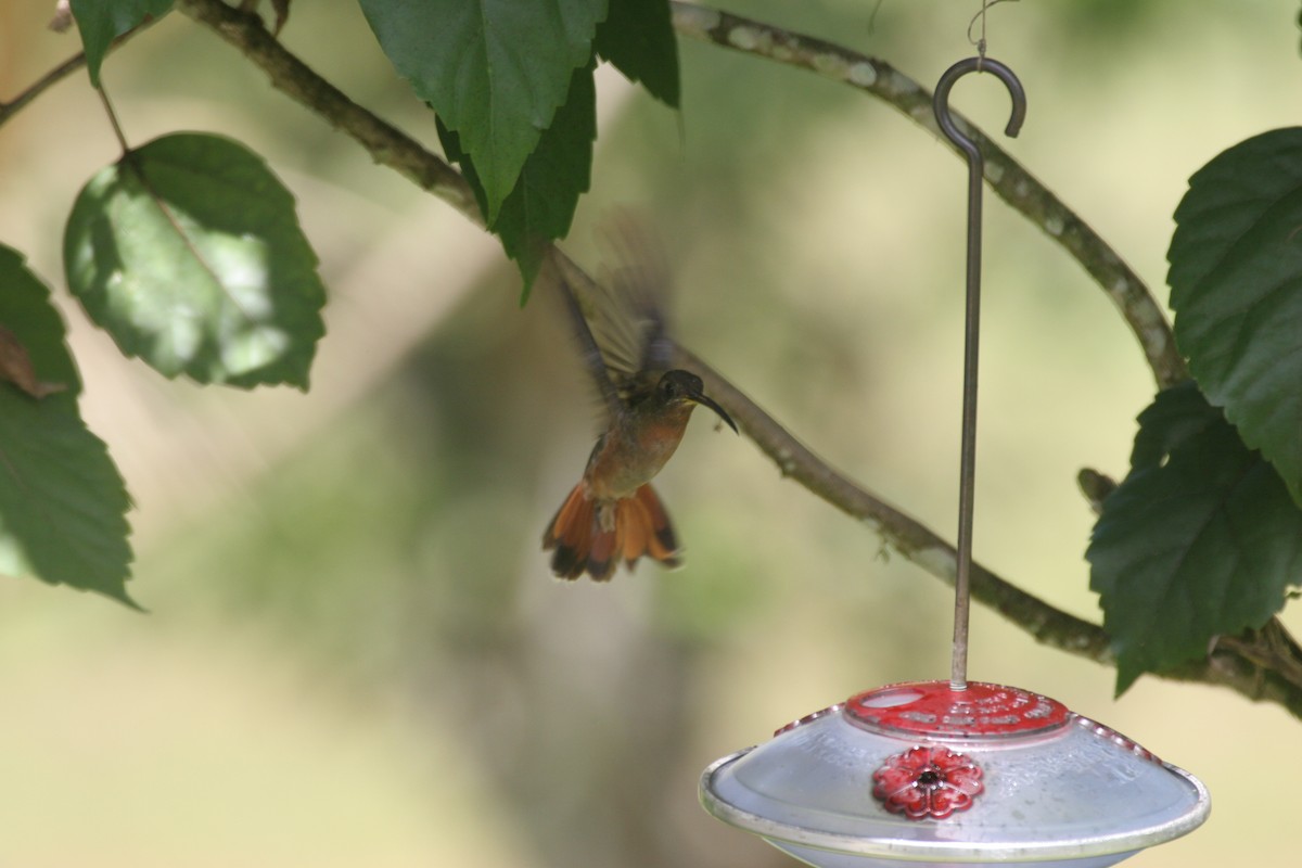 kolibřík ryšavoocasý - ML618661620