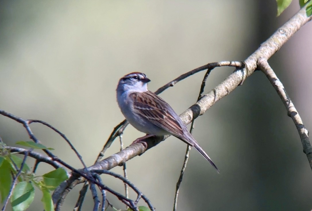 Chipping Sparrow - ML618661621
