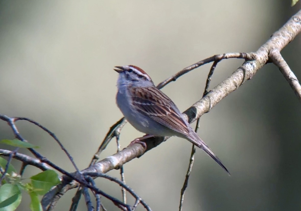 Chipping Sparrow - ML618661622