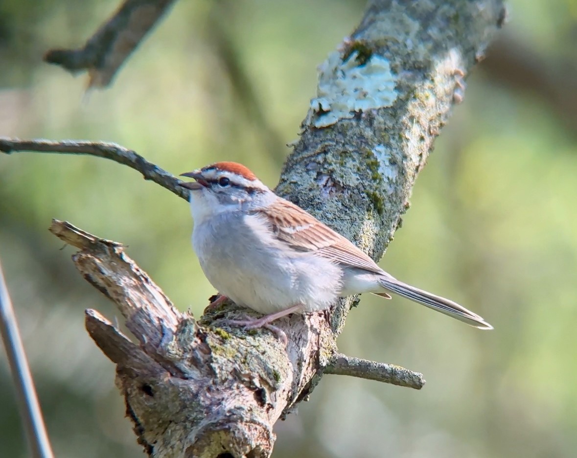 Chipping Sparrow - ML618661623