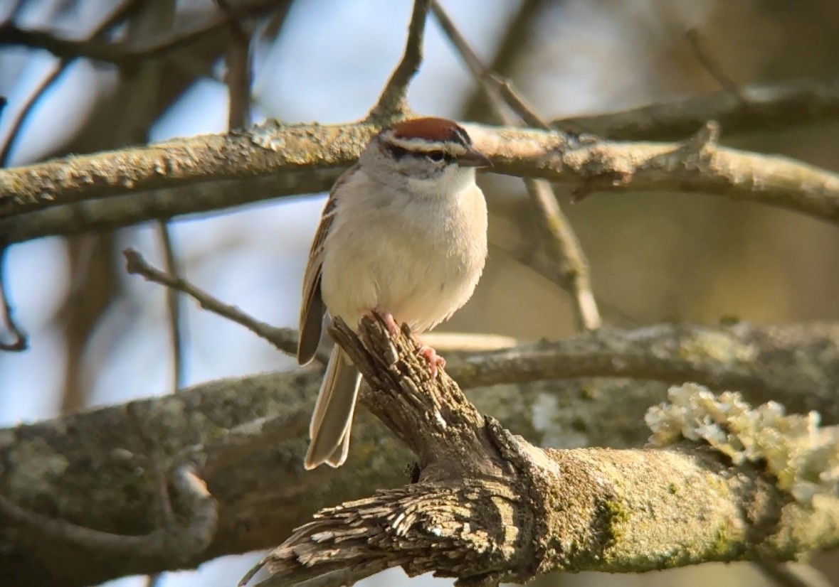 Chipping Sparrow - ML618661624