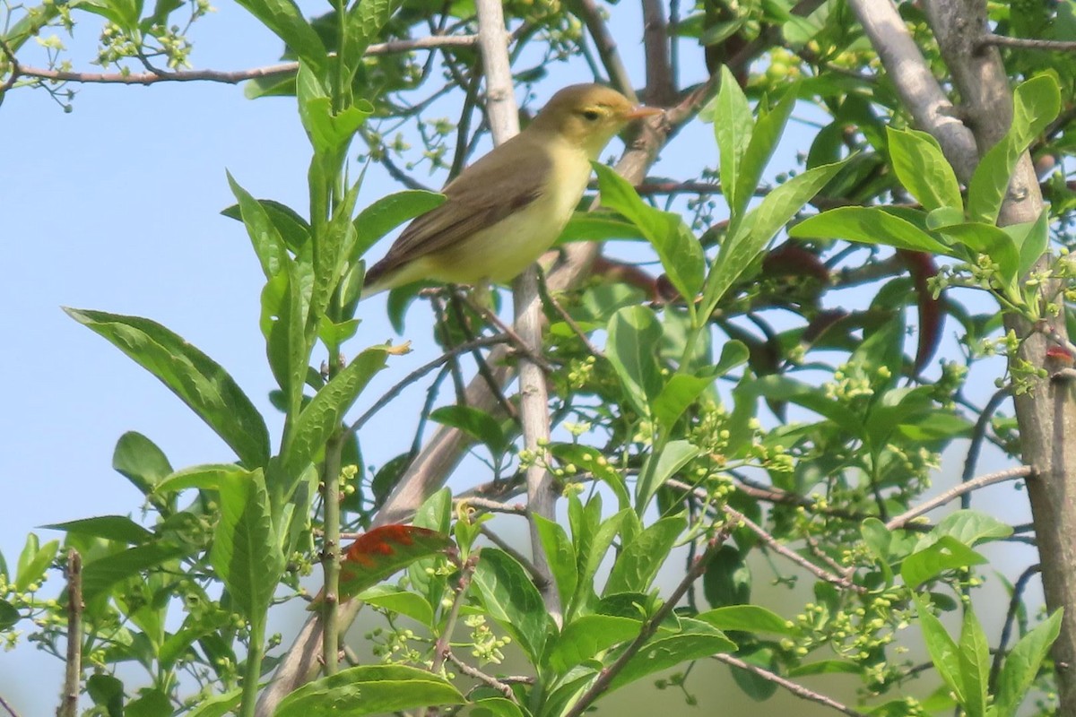 Melodious Warbler - ML618661644