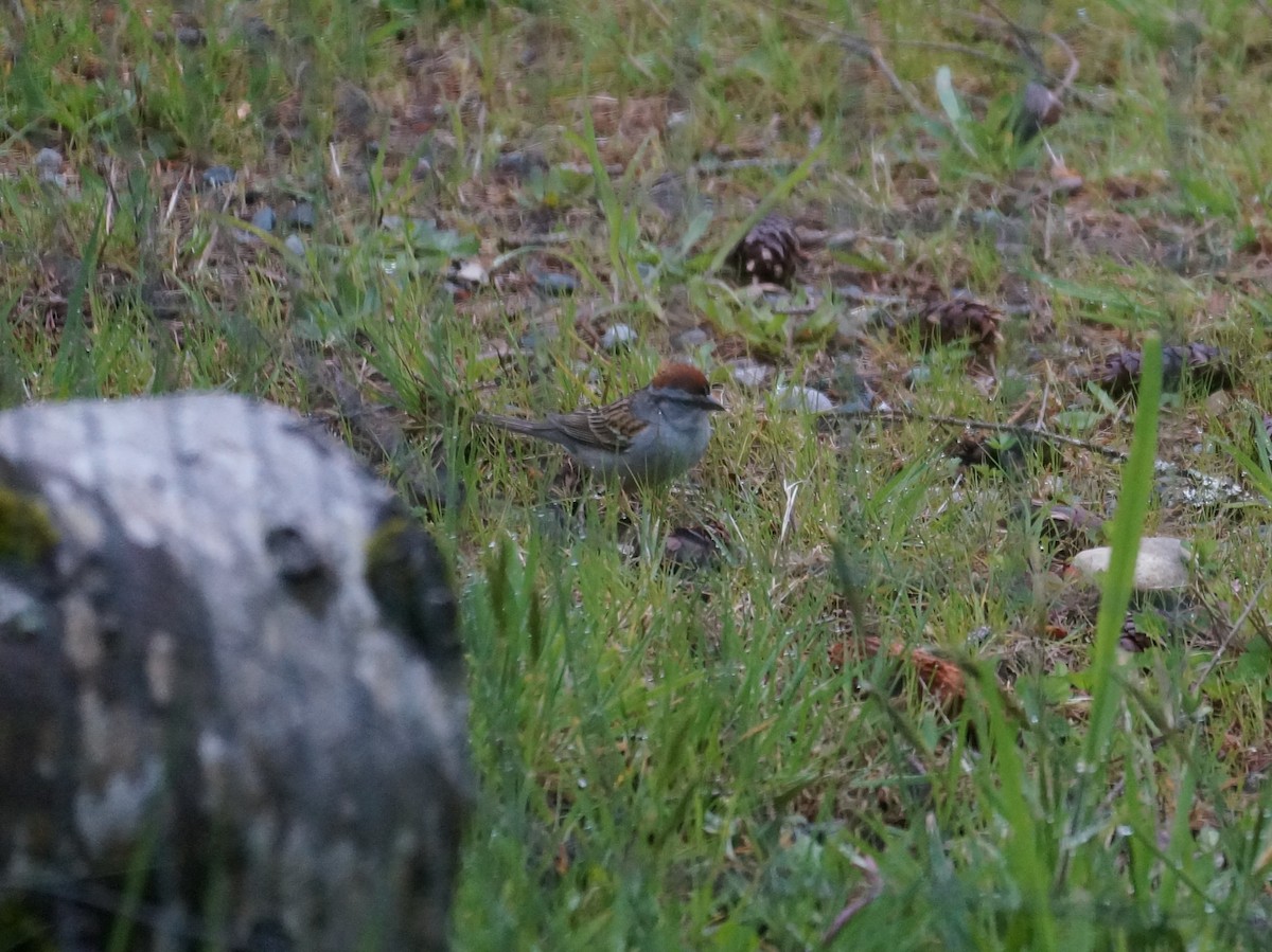 Chipping Sparrow - ML618661648