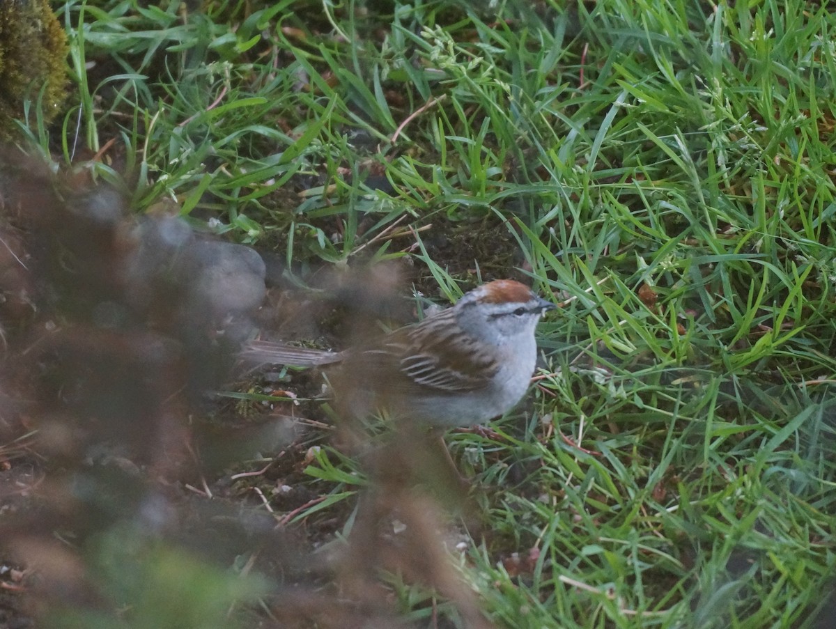 Chipping Sparrow - ML618661649