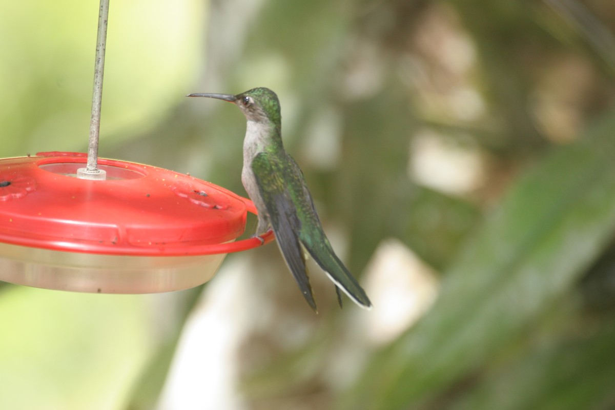 kolibřík šedoprsý - ML618661664