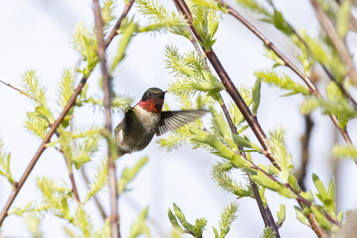 Ruby-throated Hummingbird - ML618661669