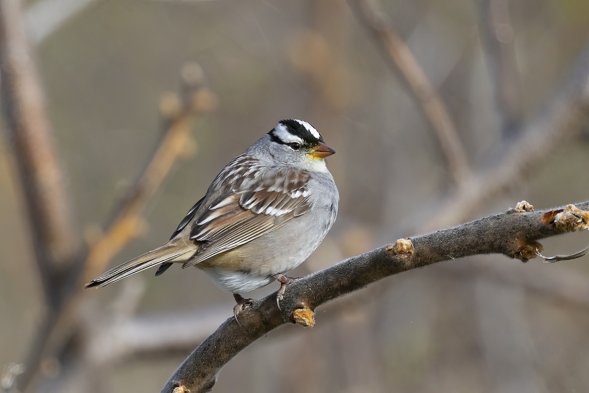 White-crowned Sparrow - Maurice Pitre