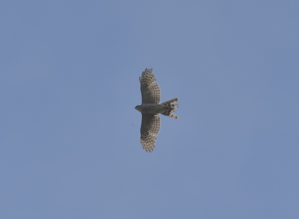 Eurasian Sparrowhawk - ML618661693