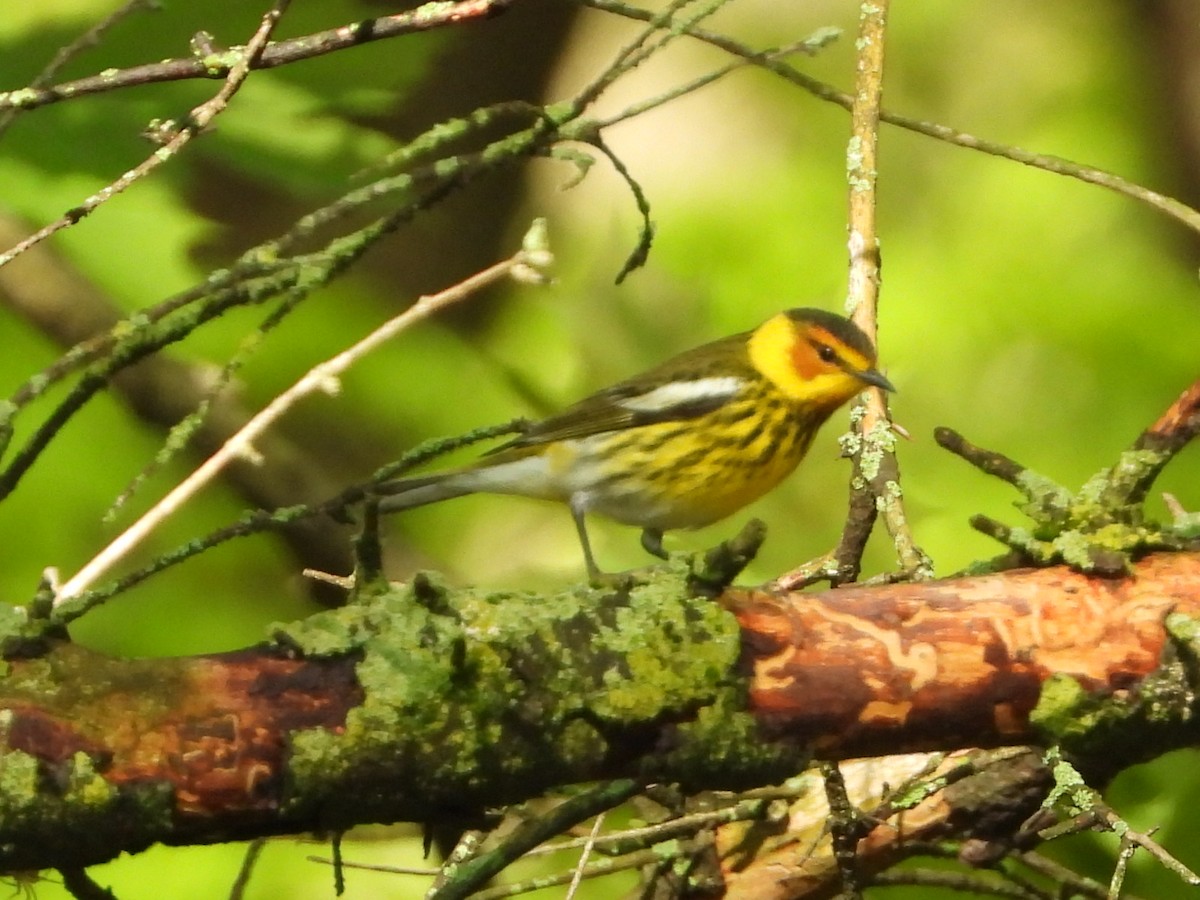 Cape May Warbler - ML618661704