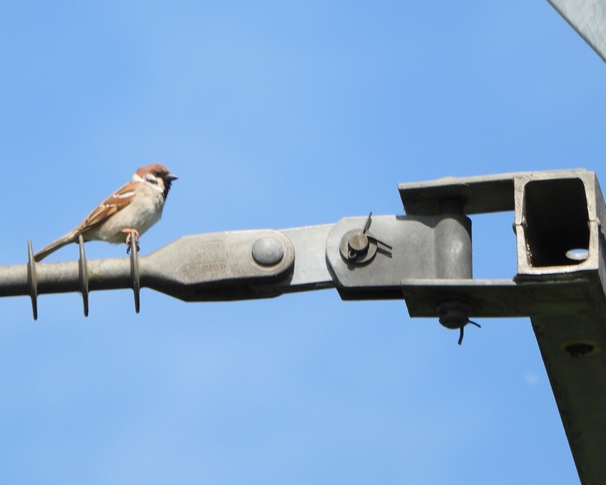 Eurasian Tree Sparrow - ML618661712