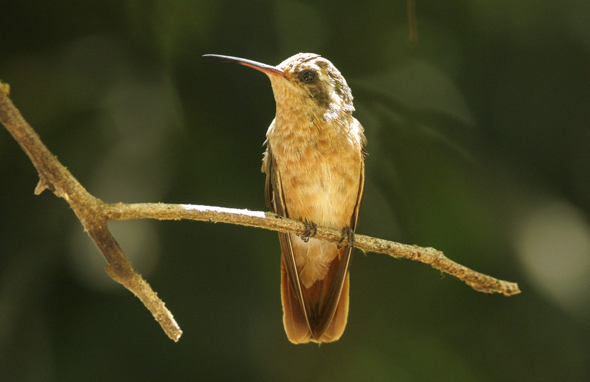 Xantus's Hummingbird - ML618661713