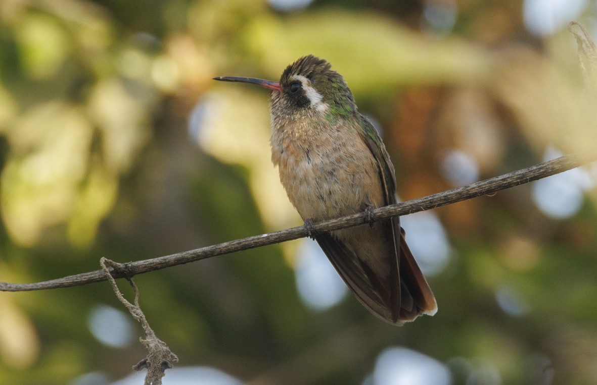 Xantus's Hummingbird - Sergio Rivero Beneitez