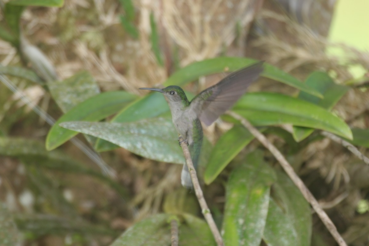 kolibřík šedoprsý - ML618661732