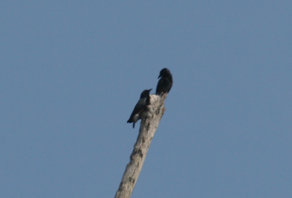 Swallow-winged Puffbird - ML618661783