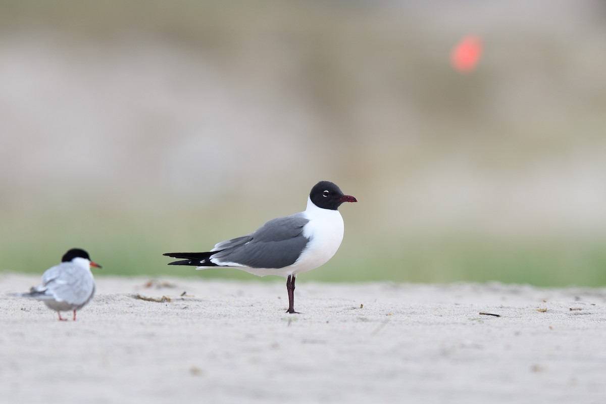 Laughing Gull - terence zahner