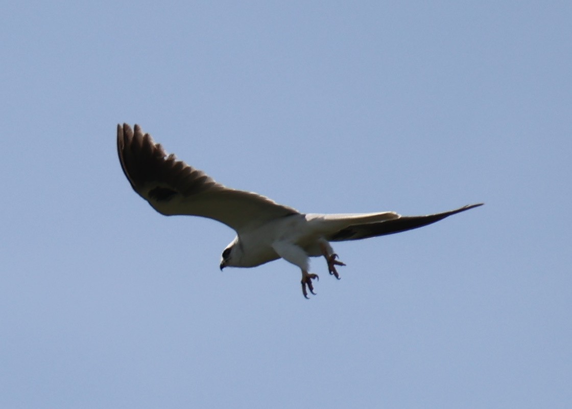 White-tailed Kite - ML618661882