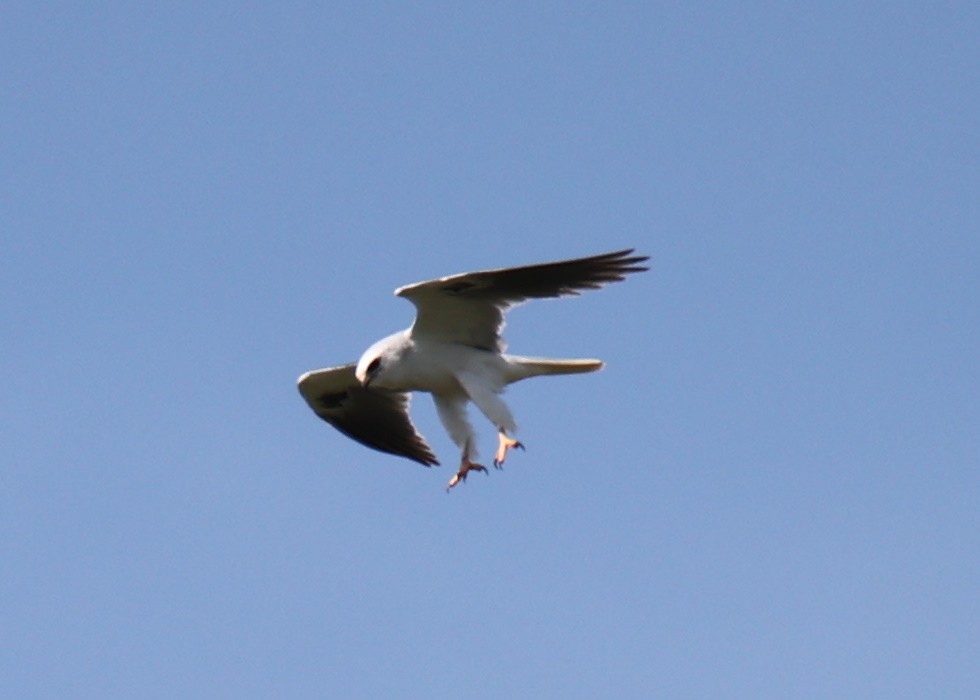 White-tailed Kite - ML618661883