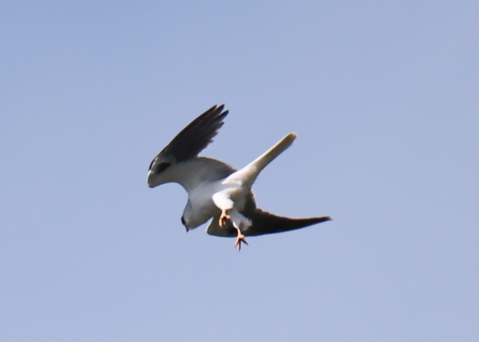 White-tailed Kite - ML618661884