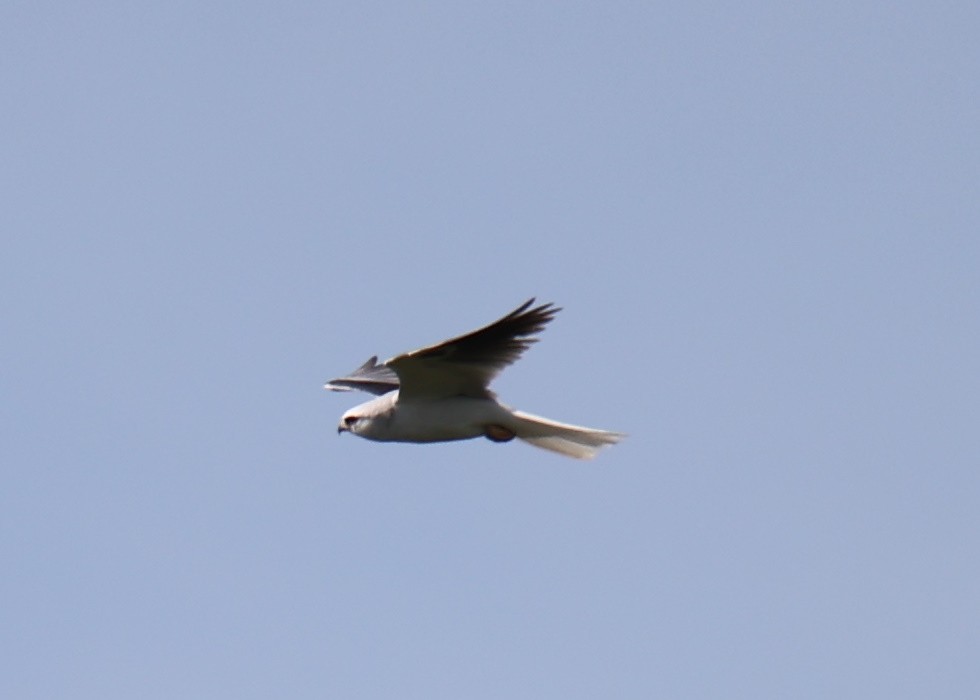 White-tailed Kite - ML618661885
