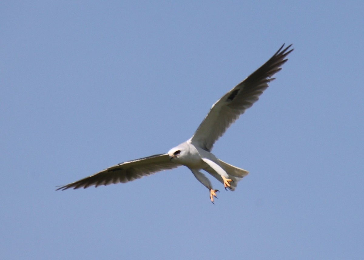 White-tailed Kite - ML618661886