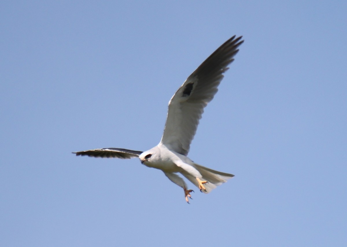 White-tailed Kite - ML618661887