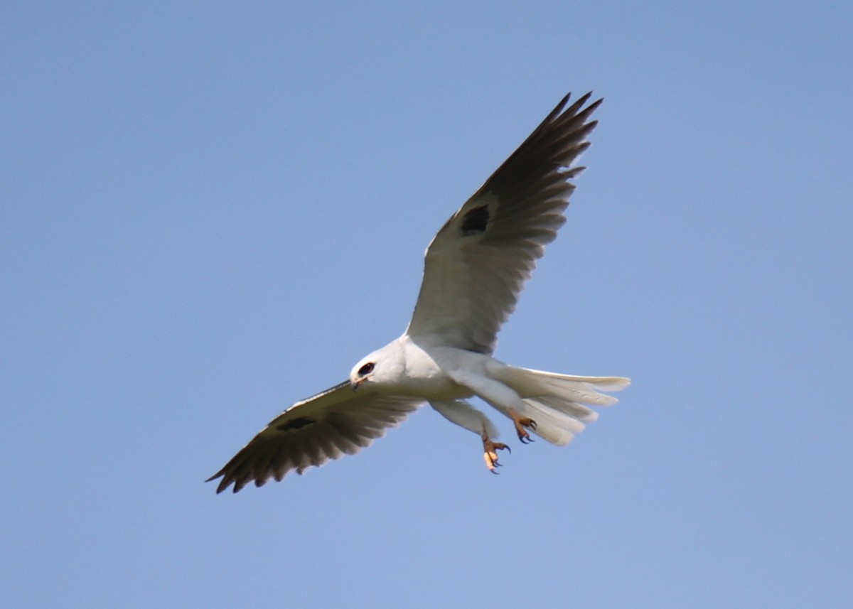 White-tailed Kite - ML618661888